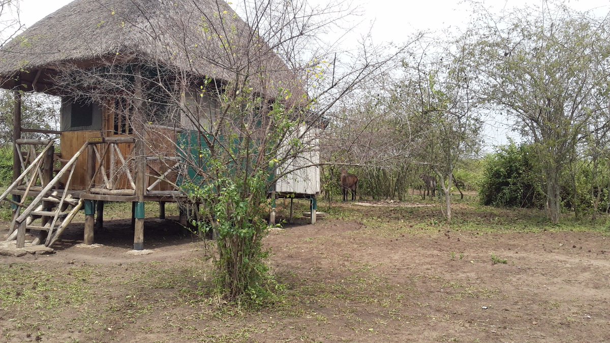 EngiriLodge's tweet photo. Waterbucks behind one of our cottages @EngiriLodge @Tourismuganda #visitengiri #familytravel https://t.co/wQAIPxA5j8
