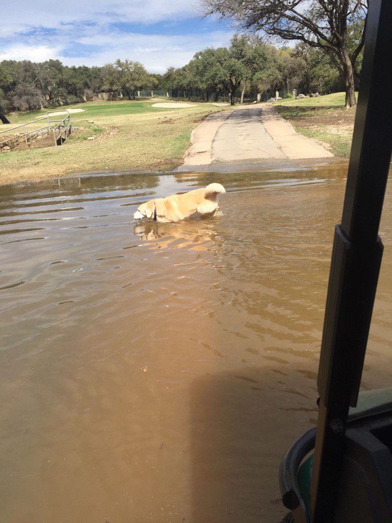 SonterraTurf's tweet photo. Assessing flood damage. Charlie doesn't think it's that bad https://t.co/gSnbxtEAmD