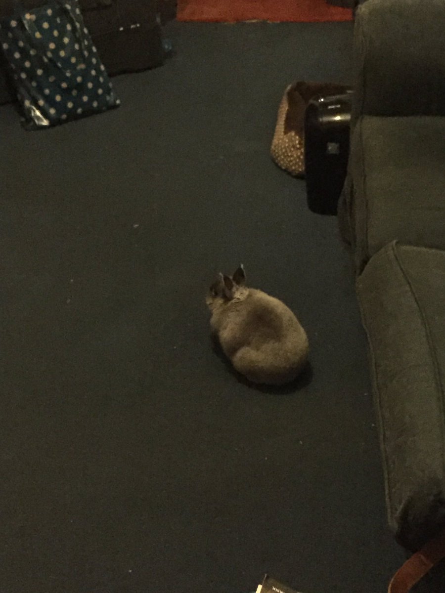 FredNGingaBuns's tweet image. #GuardDuties pay well buds 🐰😎💷😂😂😂