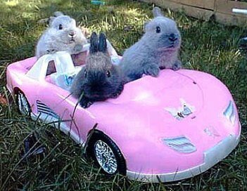 FredNGingaBuns's tweet image. #GuardDuties pay well buds 🐰😎💷😂😂😂