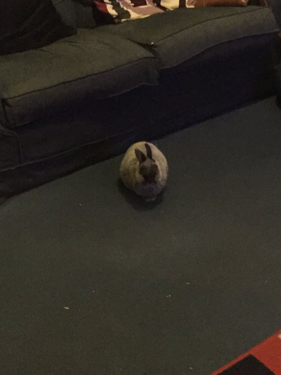 FredNGingaBuns's tweet image. #GuardDuties pay well buds 🐰😎💷😂😂😂