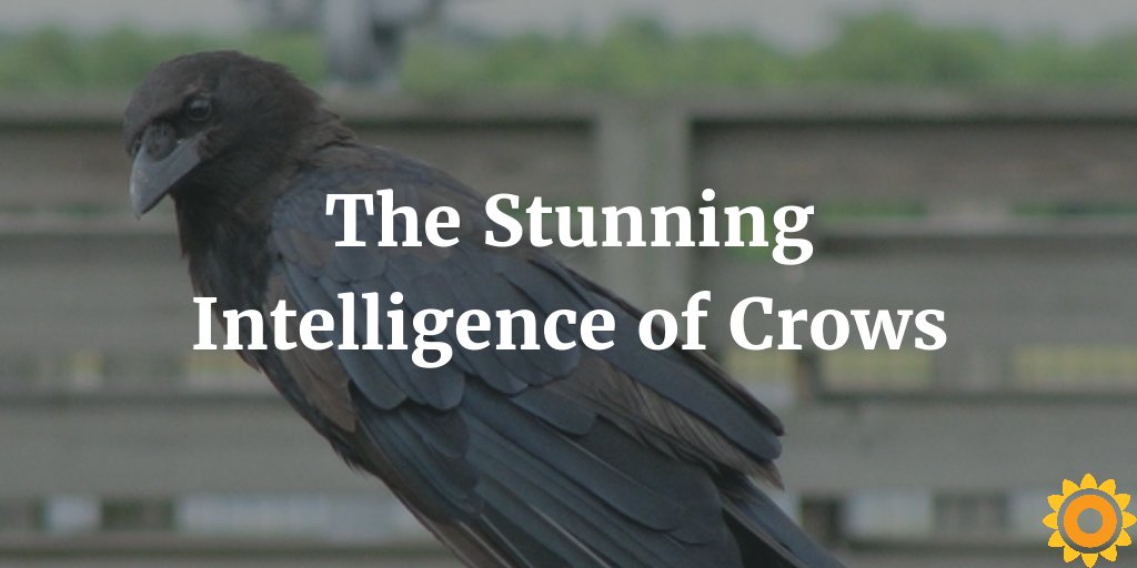 sunnysport's tweet photo. Have you ever sat and watched a #crow? #Fascinating birds! https://t.co/ROHOzPExjQ #corvids #crowintelligence #crowsaresmart https://t.co/ea79WJvQeg