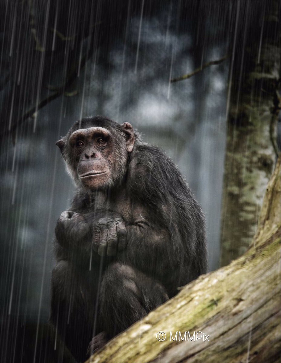 Sitting in the rain #500pxrtg #500px  #RT #Togtweeter #Dailyphoto #ThePhotoHour #photography #photooftheday #wildlifephotography