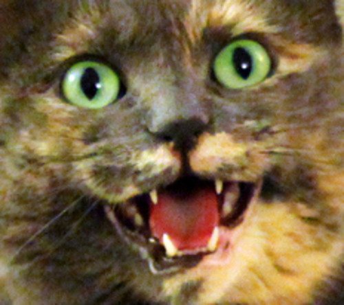 When He Gives You The Rainbow Bean