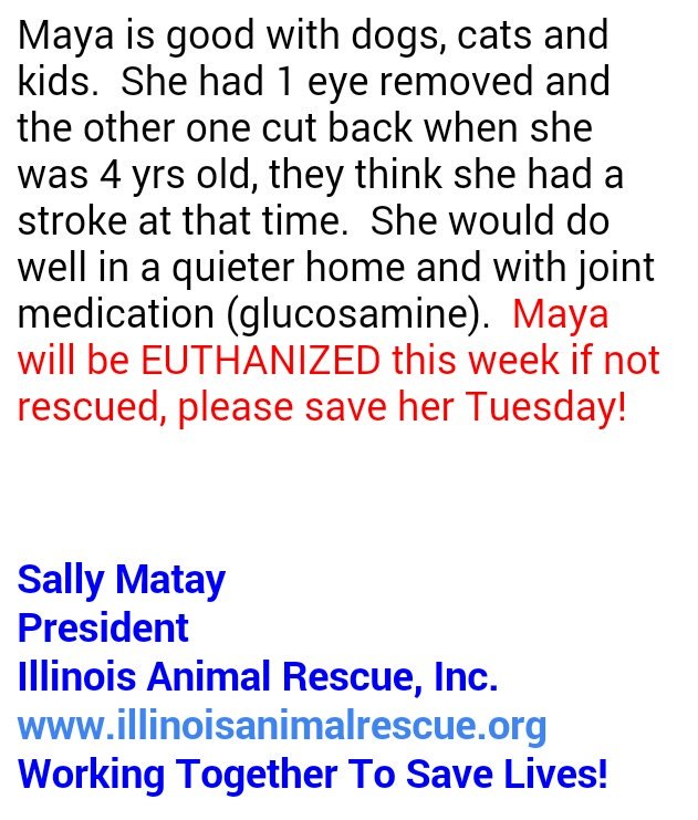 dogsrppltoo's tweet photo. #Illinois  SWEET BLIND MAYA WILL BE KILLED TUES.NEEDS RESCUE ASAP GOOD WITH KIDS CATS AND DOGS
CONTACT BELOW OR EMAIL
LoanAngeL44@aol.com https://t.co/d2C1rk2zbb
