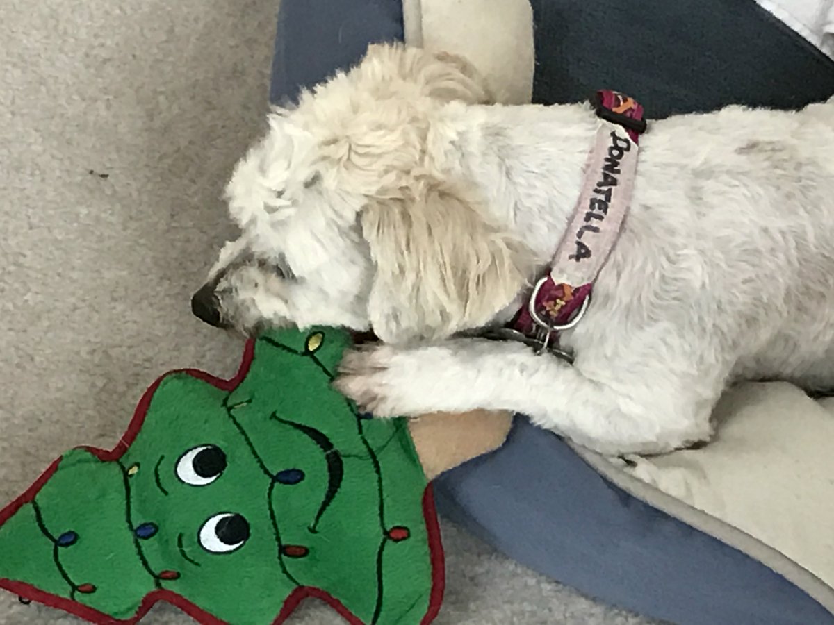 jtse's tweet photo. @DPSRescue Donatella is such a sweetheart...her playful side is coming out https://t.co/3QXMh1qzyq