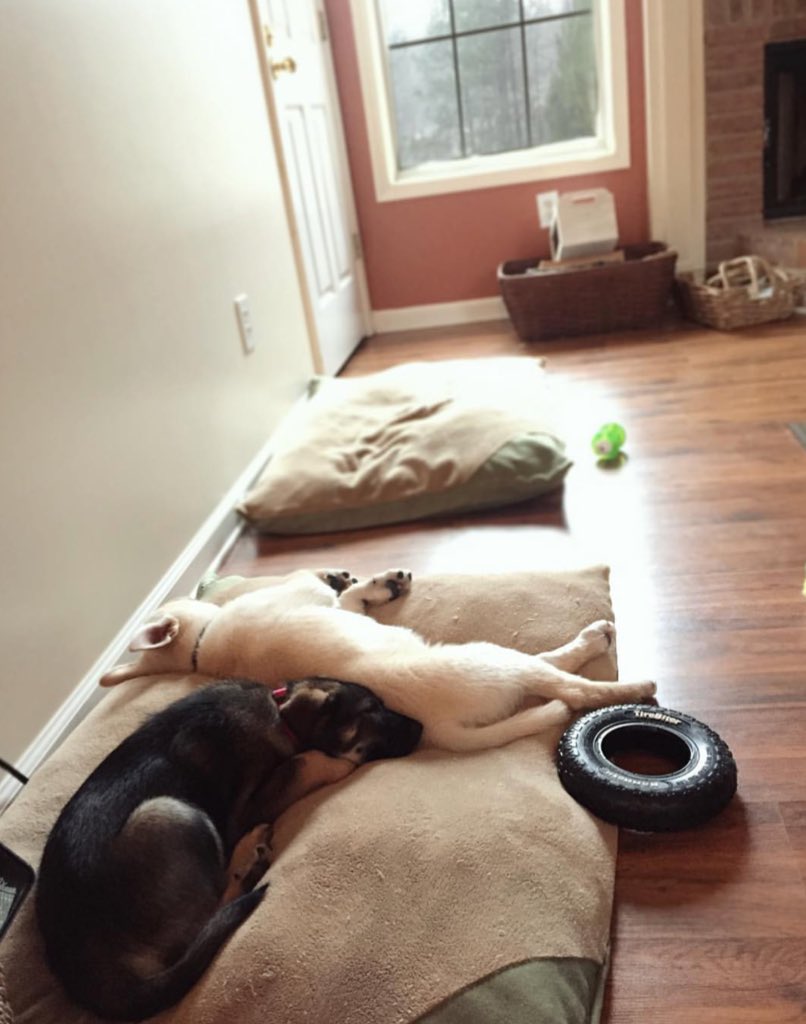 Starting with puppy photos! Kain loves to stretch out while Kona prefers snuggles.