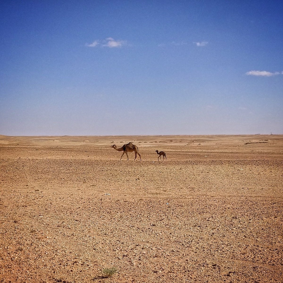 First day revising the racing course #saharamarathon #saharawe