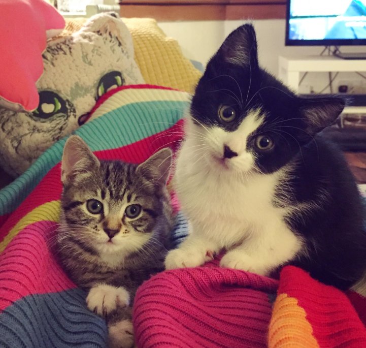 VetsNowUK's tweet photo. It's #KittenWeek this week! Learn about how 2 keep your new kitten safe & healthy starting with an initial check up https://t.co/sEpLKREXcM https://t.co/6eTmeEIZfK