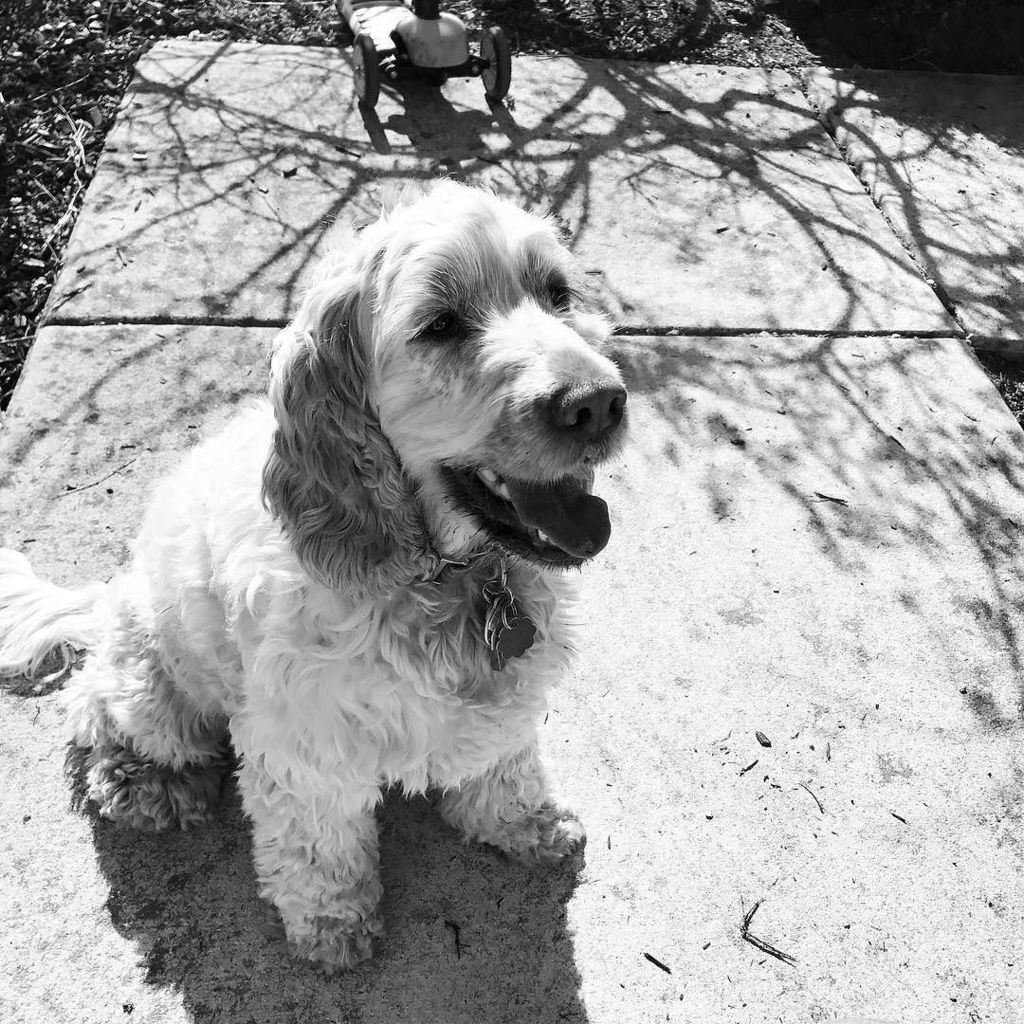 ZeroandMog's tweet photo. It's hot outside today! I've been playing fetch with the Hoomans. They need exercise so I run away with the ball wh… https://t.co/aGZljYxq9G