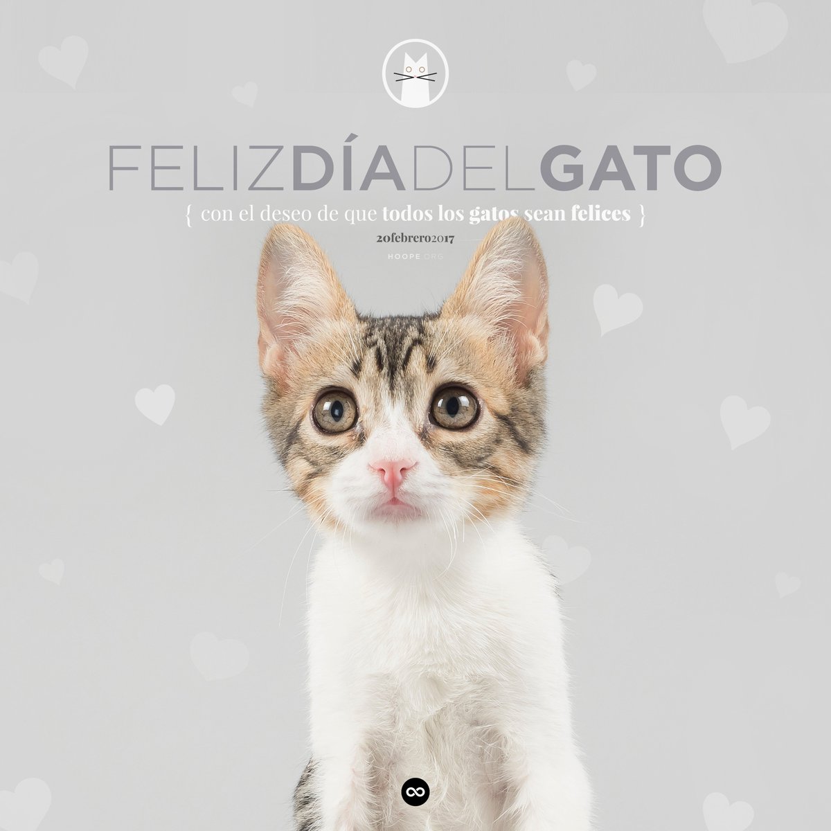 HoopeONG's tweet photo. Feliz día del gato, con el deseo de que todos los #gatos sean felices. ❤️🐈 ¿Te unes? #DiaInternacionalDelGato I https://t.co/vnkPsvbENI https://t.co/42fcRn42v9