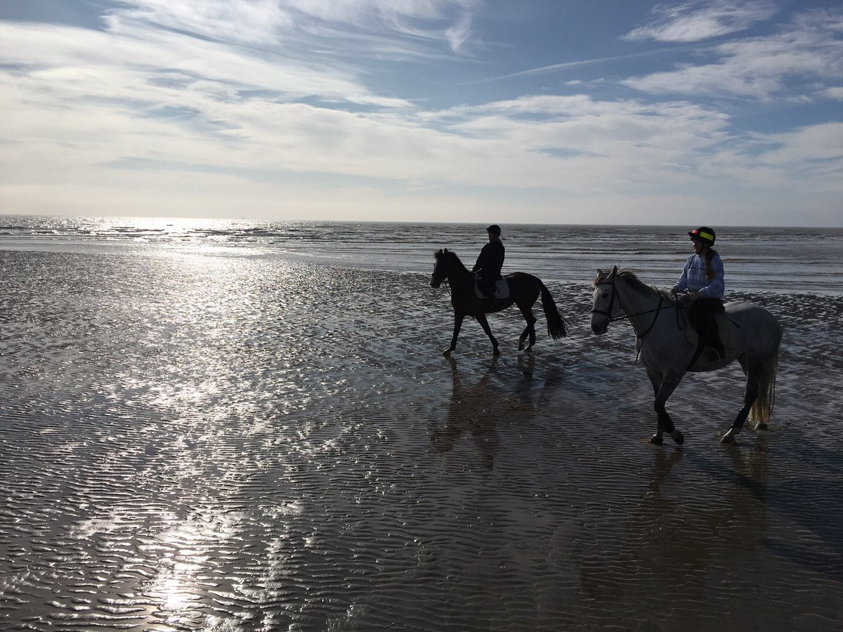 HurstwoodFarmEC's tweet photo. Monday morning in my office........❤️🐎🌞🏖 https://t.co/pghGvRjMbn