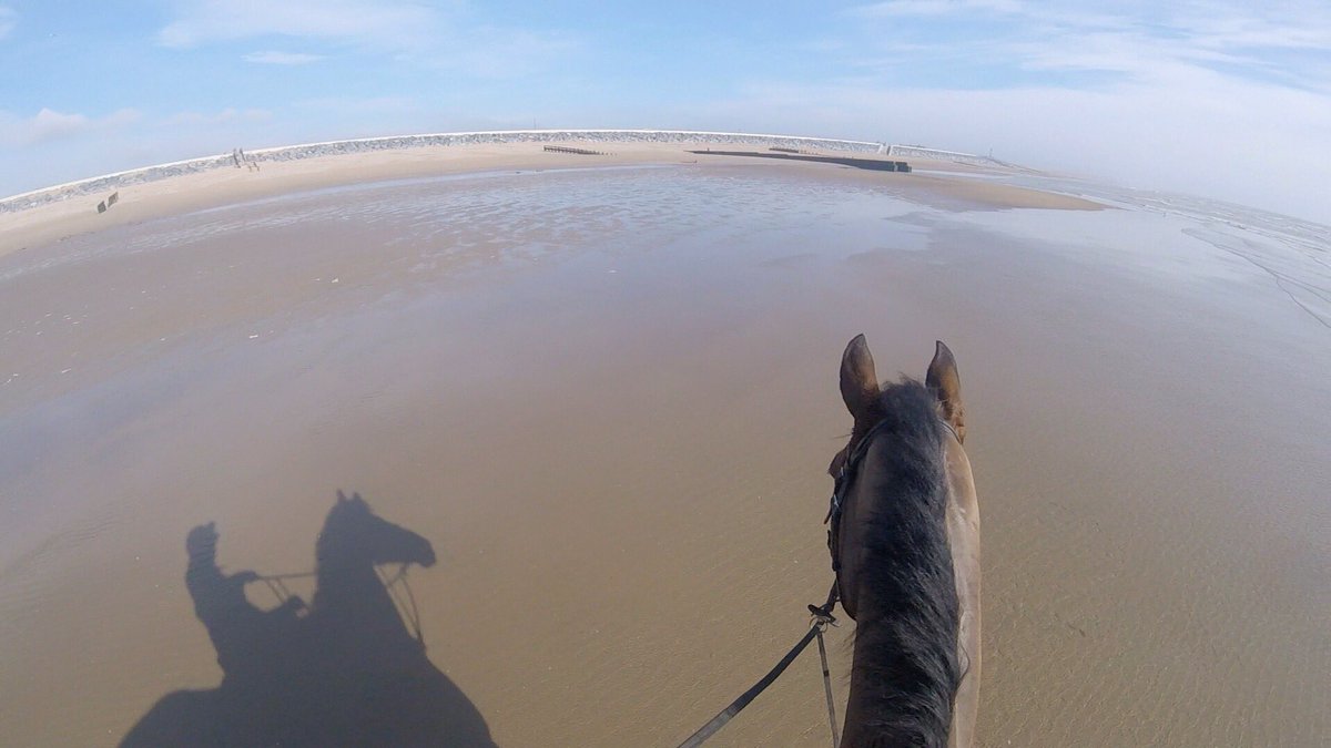 HurstwoodFarmEC's tweet photo. Monday morning in my office........❤️🐎🌞🏖 https://t.co/pghGvRjMbn