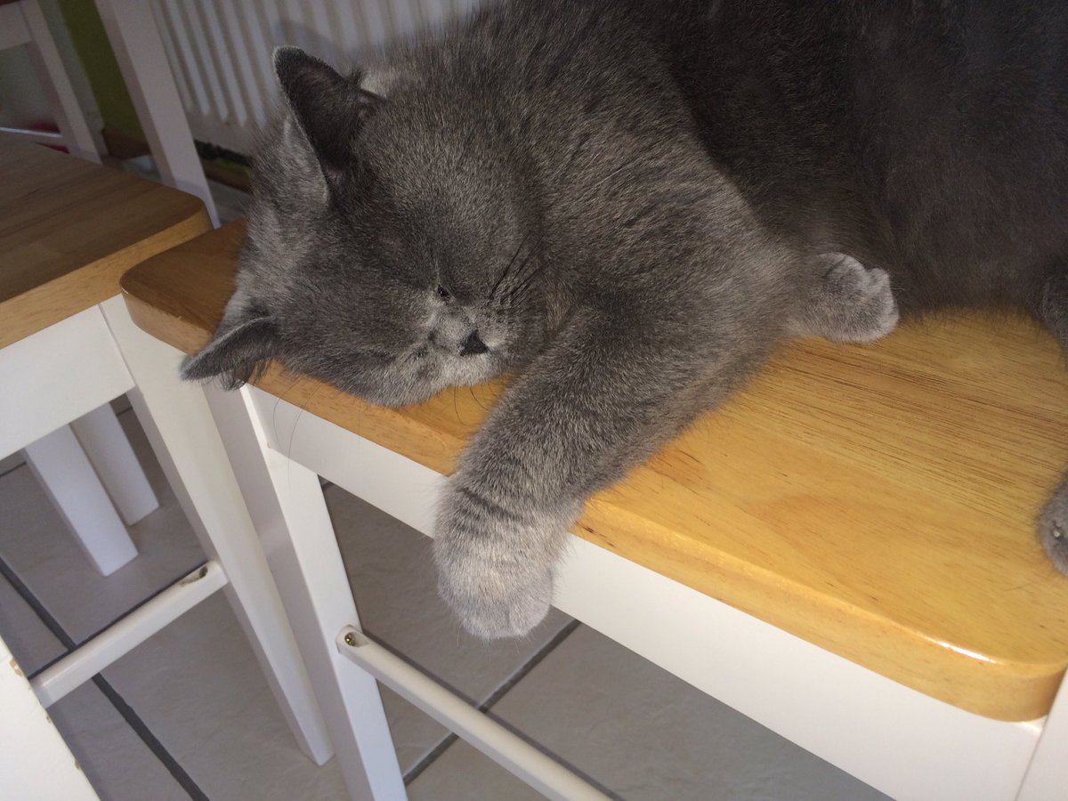 LadyAvaBSH's tweet photo. I STOLE A CHUNK OF CHOCOLATE CAKE AND ATE IT!!! MUM DIDNT KNOW I COULD DO THAT TRICK 😸😸😼 #ThiefCat #QuickCat #SneakyCat #EspionageGenius https://t.co/KqSHmIAVpR