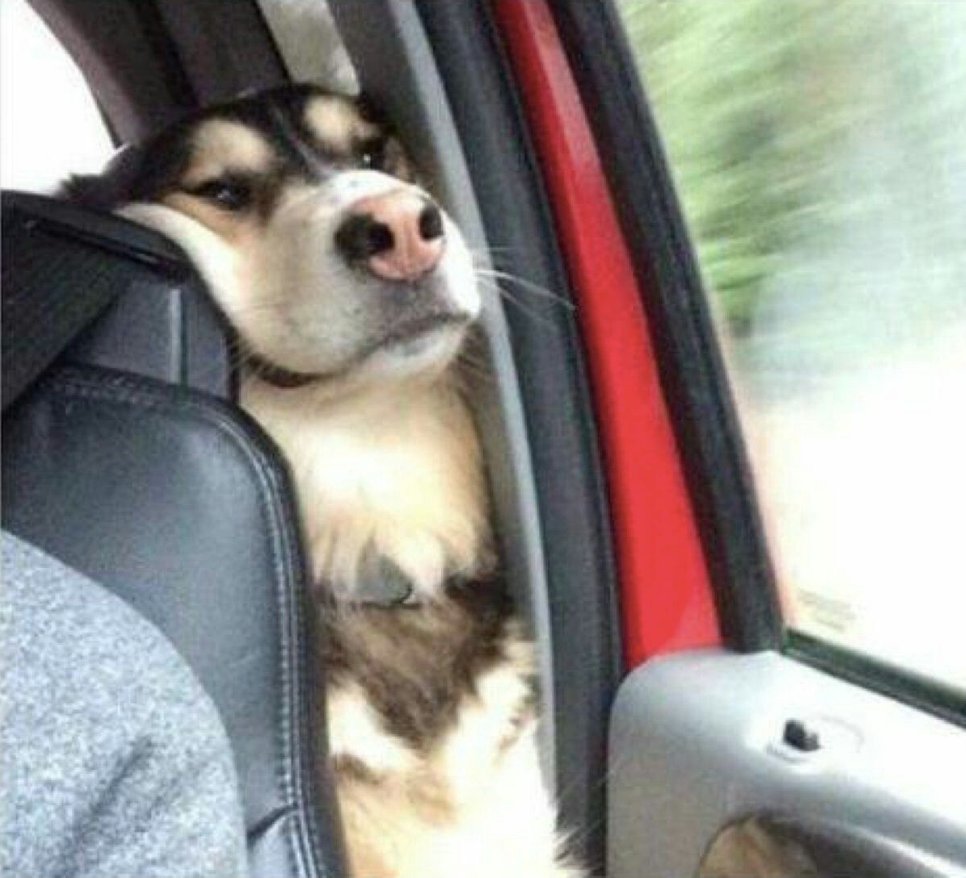 soynormalvale's tweet photo. cuando vas en el asiento de atrás pero quieres unirte a la conversación de los de delante https://t.co/R5cxOf6DTt