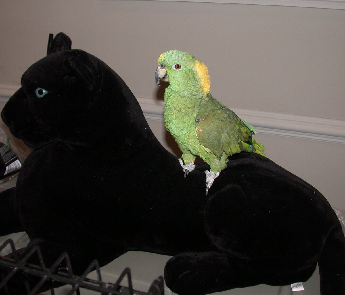KatoQParrot's tweet photo. More pictures of Penne the yellow-naped amazon parrot #InSearchOfPenne Norwalk, CT ~ Please RT https://t.co/zkBWKB3xZ0