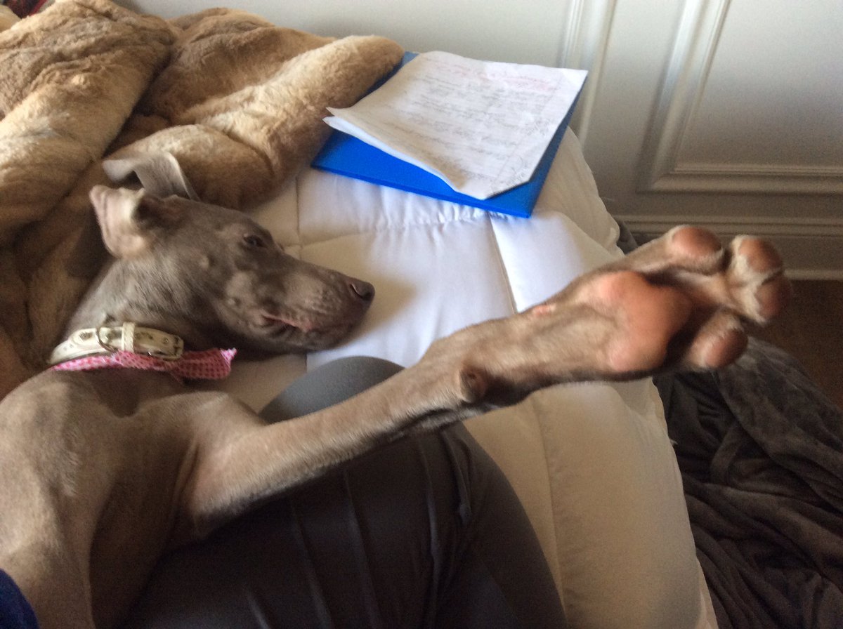 Riley The Rescue tweet media