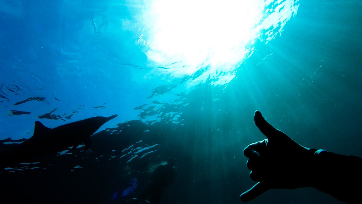 jesusMPC14's tweet photo. Ocean vibes #GoPro #Gopromx #DolphinProject https://t.co/SDz4MUhtRW