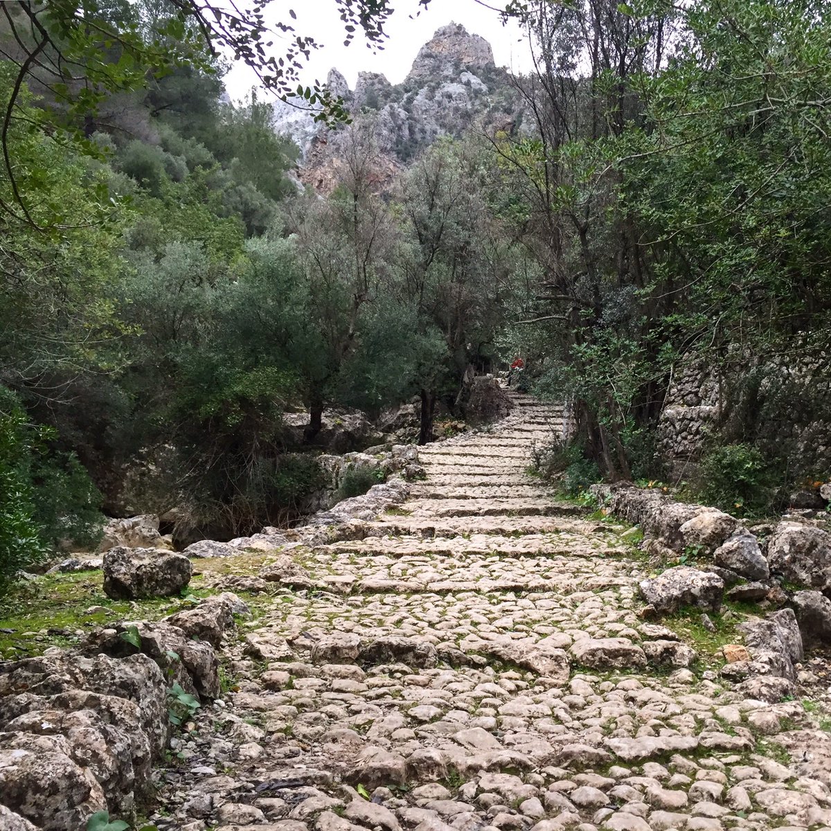 Pedra a pedra avui volem recórrer Les Venes de la Serra #serradetramuntana a <a href="/IB3televisio/">IB3 Televisió</a> d'aquí no res, començam!!