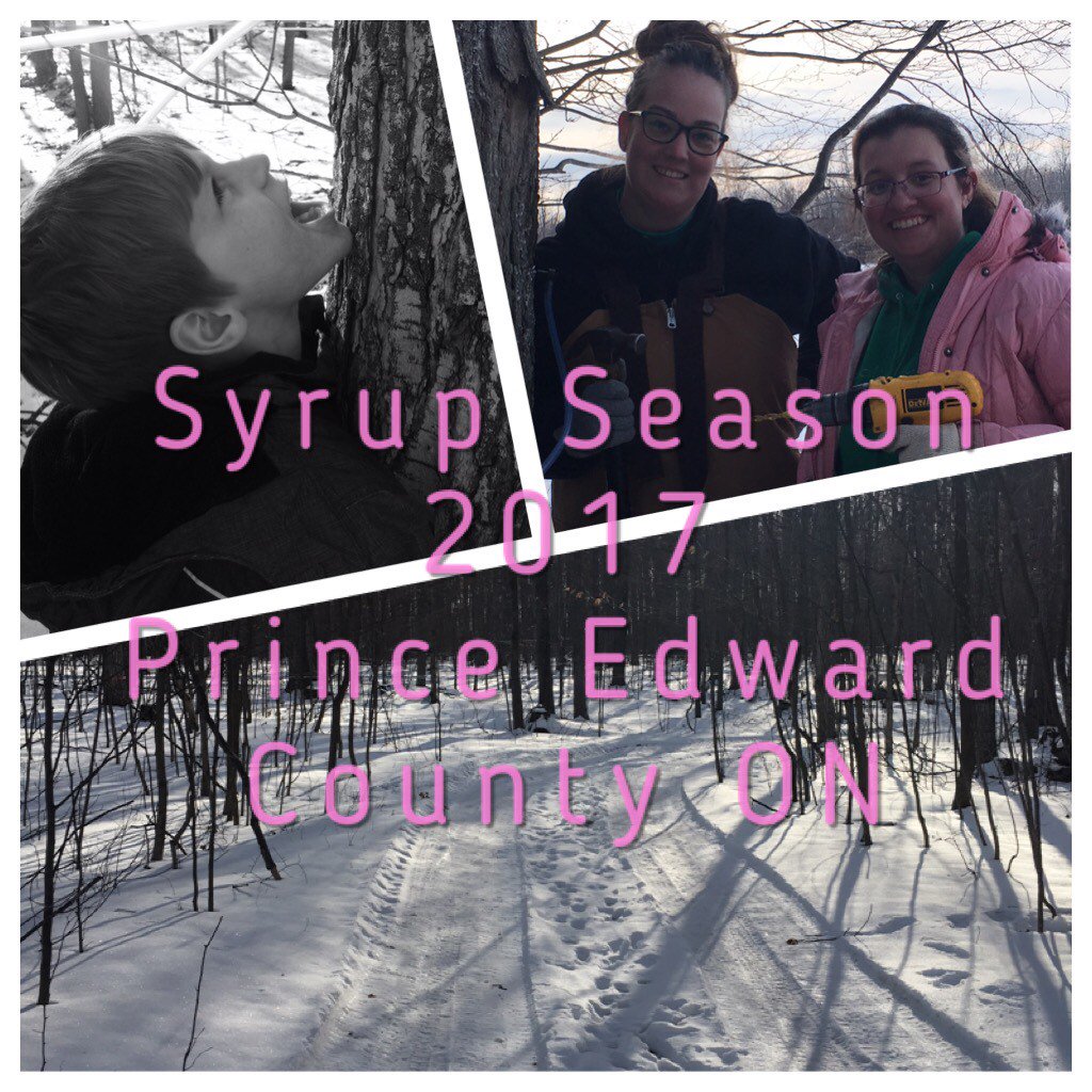 #maplesyrup season 2017 has hit Nyman farms and #Thecounty #princeedwardcounty #mapleinthecounty