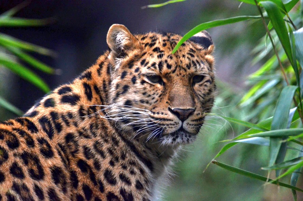 minneyb2k's tweet photo. Gr8 day with the family @ColchesterZoo, Amur Leopard. @LeonieMinney @HarryMin2010. https://t.co/RiQneKgX8r