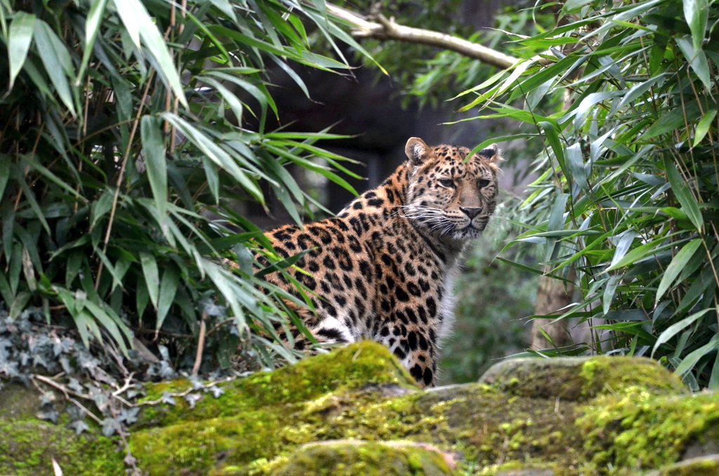 minneyb2k's tweet photo. Gr8 day with the family @ColchesterZoo, Amur Leopard. @LeonieMinney @HarryMin2010. https://t.co/RiQneKgX8r