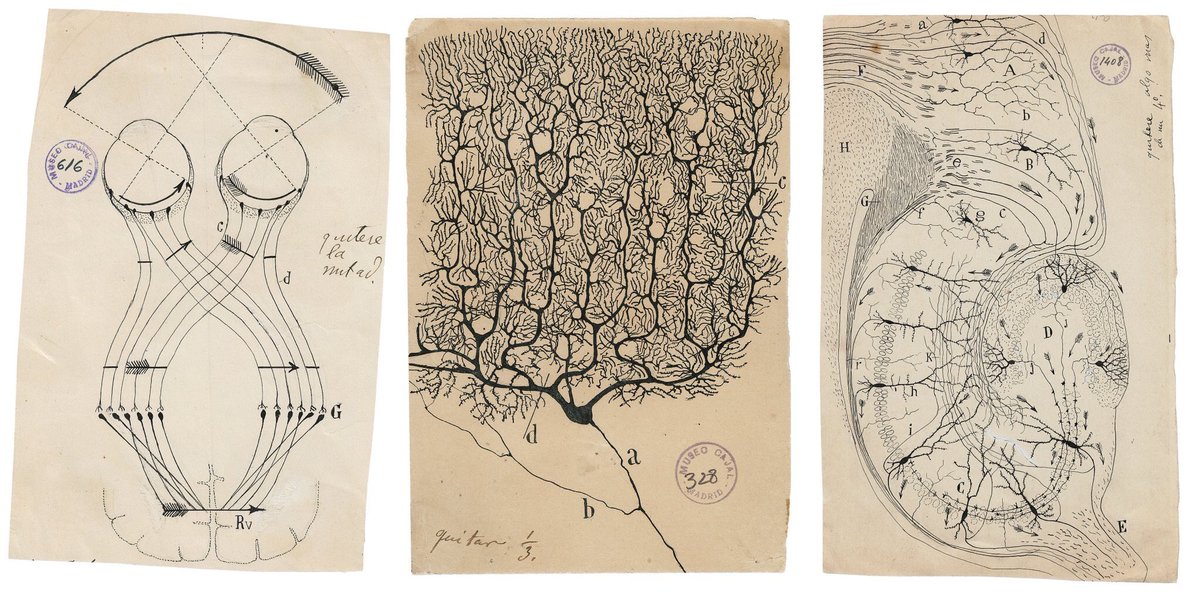 SVH_neuro's tweet photo. Wonderful @NYTScience piece on Santiago Ramón y #Cajal who #microscopically sketched secrets of #brain a century ago https://t.co/GyGoolfQWH https://t.co/yWHQ3a1WCR