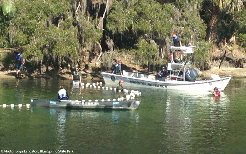 savethemanatee's tweet photo. Latest #manatee update from Blue Spring now on https://t.co/ynAN3JlvBB! Lots of adoptees spotted and a rescue! https://t.co/M8cchdUSks