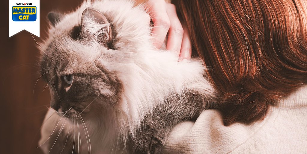 MasterCatChile's tweet photo. A los gatos les encanta apoyarse en los hombros de su humano ¿El tuyo también lo hace? ❤️ https://t.co/GqGqkhJIsZ