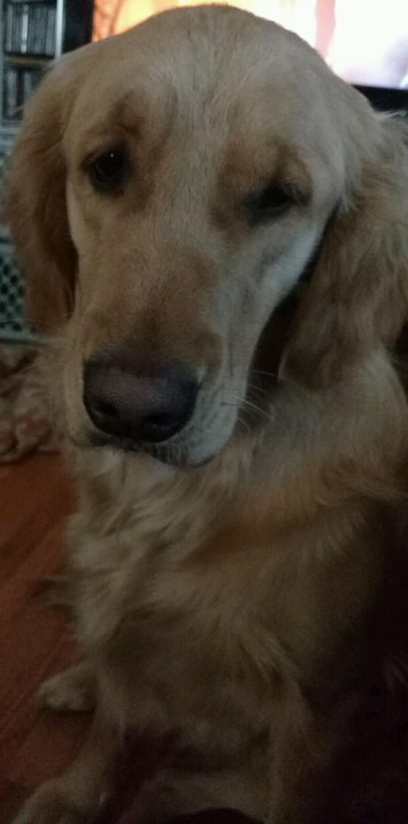 Luca is giving his thoughts on #NationalLoveYourPetDay