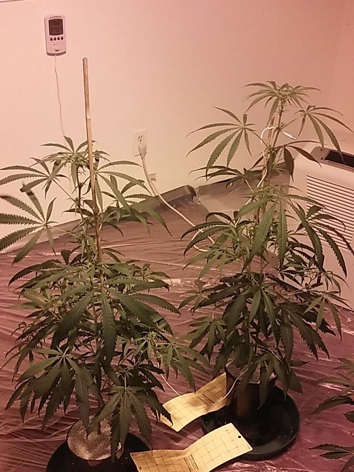 cmartin0725's tweet photo. Super Silver Haze. Have a bunch of these going I'll strip the bottoms a bit. #buddhastreeltd #cleanroots https://t.co/WOq8dZ6K7c