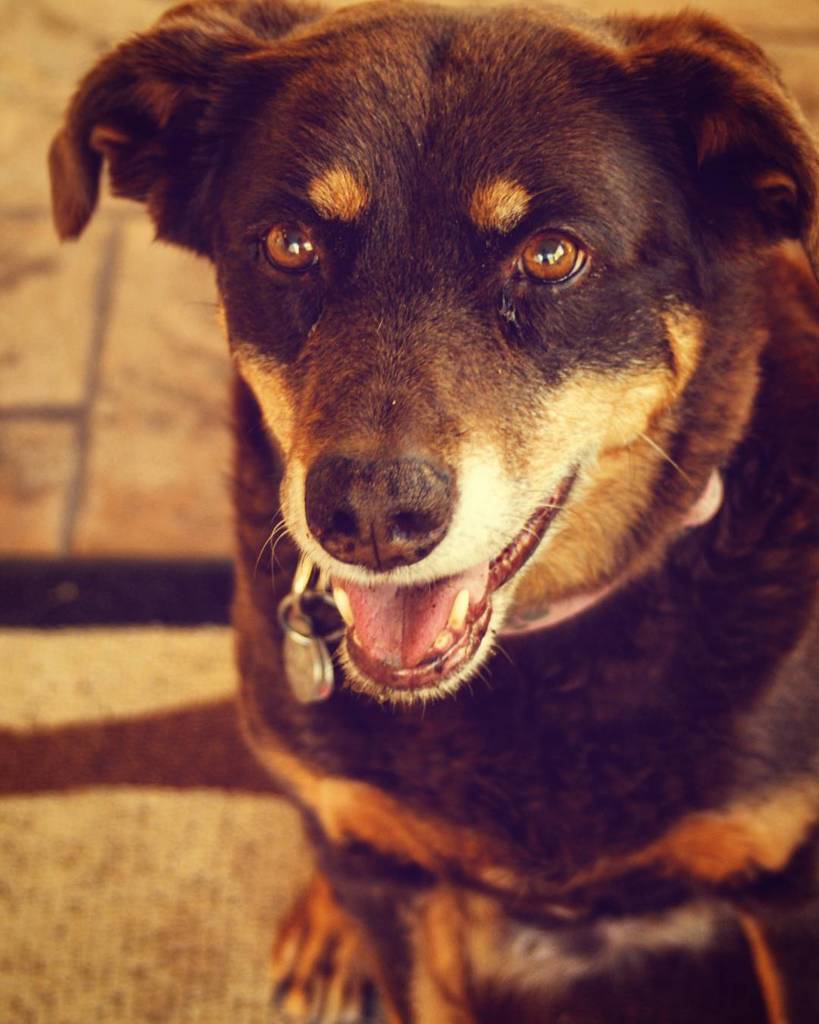 kathleen_keil's tweet photo. Heard it was #nationalloveyourpetday and had to show love for my 14 year old baby. 
#mixbr… https://t.co/aMx26gcy1V https://t.co/0dyebh01gJ