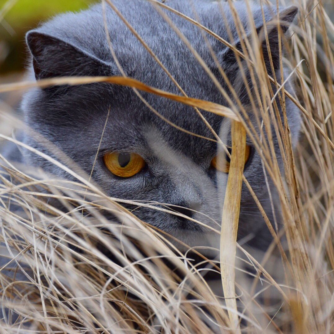PijuiSilver's tweet photo. I can see you 👀 https://t.co/M5CJJcGtwm