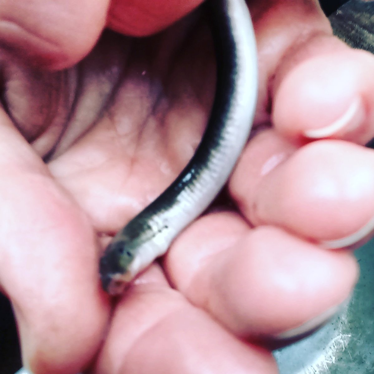 ndevonwildwatch's tweet photo. Look what we found in the river @hakefordwoods  #forestschool @DevonWildlife @explorethecoast @WildlifeInTheUK @Riverflies @freshwaterbio https://t.co/5Hvdc2RPVM