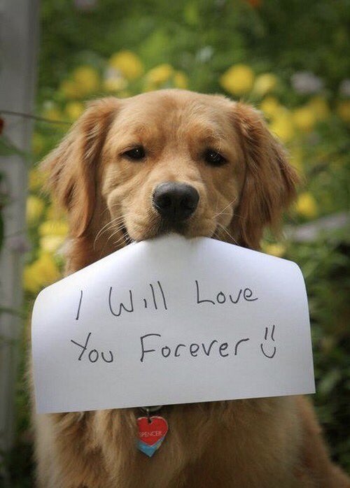 Dog__360's tweet photo. #NationalLoveYourPetDay #Dog360 Happy National Love Your Pet Day! https://t.co/CGxdyMa53V