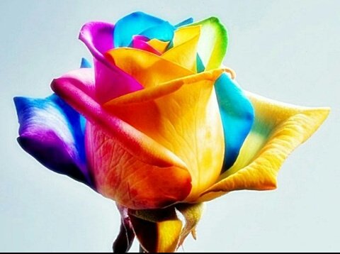 Flowerdeliver1's tweet photo. شخص ما بعتلك هديه ❤️🌹
 احلى واجمل ورد لاحلى واجمل واجدع وارق منونا 😍😍😍 افرحى وانبسطى  واضحكى 😂اوعى تزعلى  عشان بتزعلينى 😢

@ManonaMhmd https://t.co/XTEFSKONT6