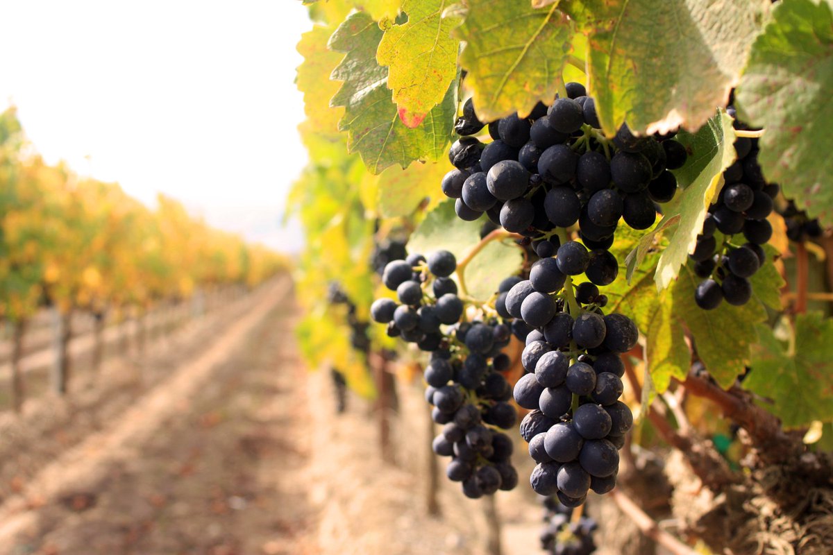 #WINEFACT: The colour of a wine says a lot of its geographic origin. Darker shades = warmer climate!
