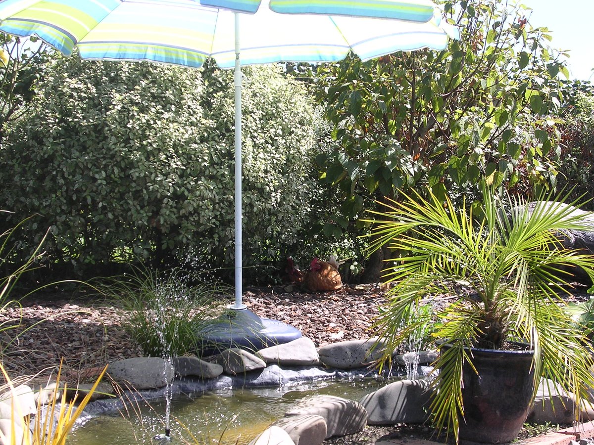 transparency_a1's tweet photo. Doreen and company relaxing waterside . #chickenswithoutborders https://t.co/kKXsd9D0h3