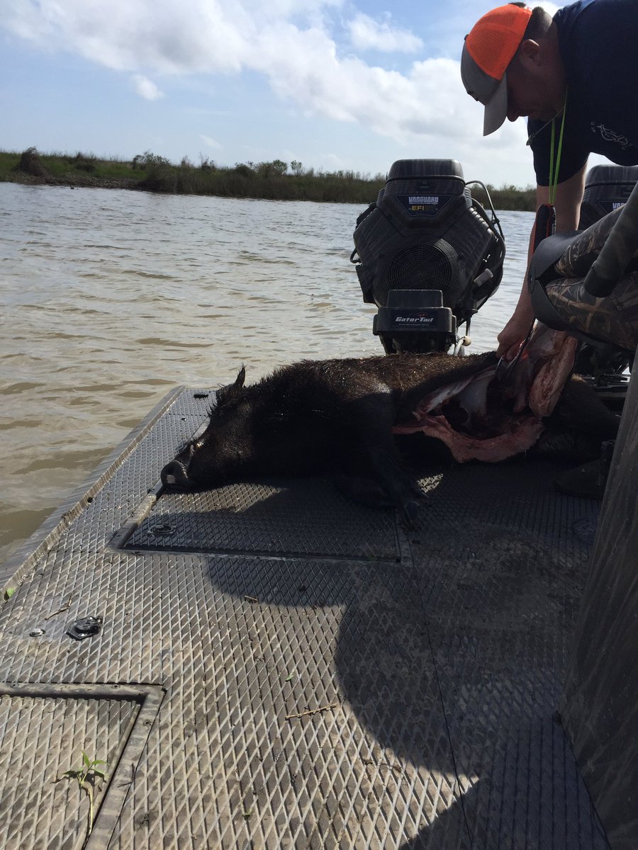 rhetttuggle's tweet photo. Running dogs and stabbing hogs in Cajun Country! #alwayshunt https://t.co/wTZ65bnGoT