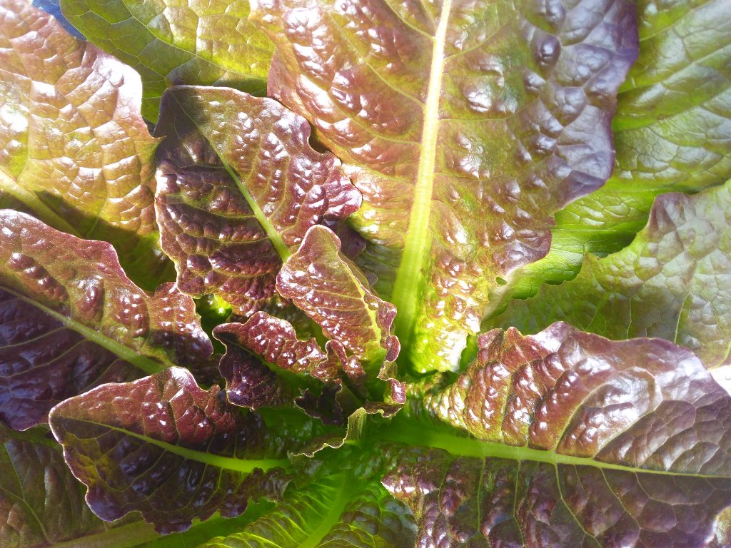 LocalVeg4U's tweet photo. February fresh, tasty, and beautiful localveg4u! @FoodlandOntario #tastysalad #NorfolkCounty https://t.co/aYiTpnPWYR