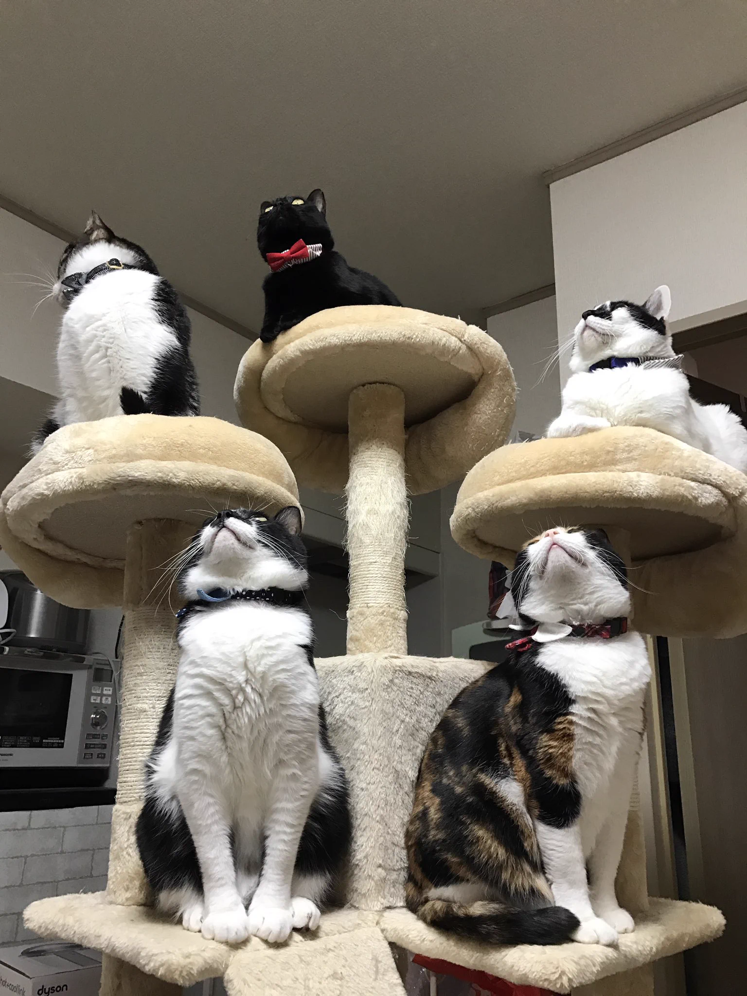 ５匹それぞれの存在感と威圧感がハンパないｗｗｗ