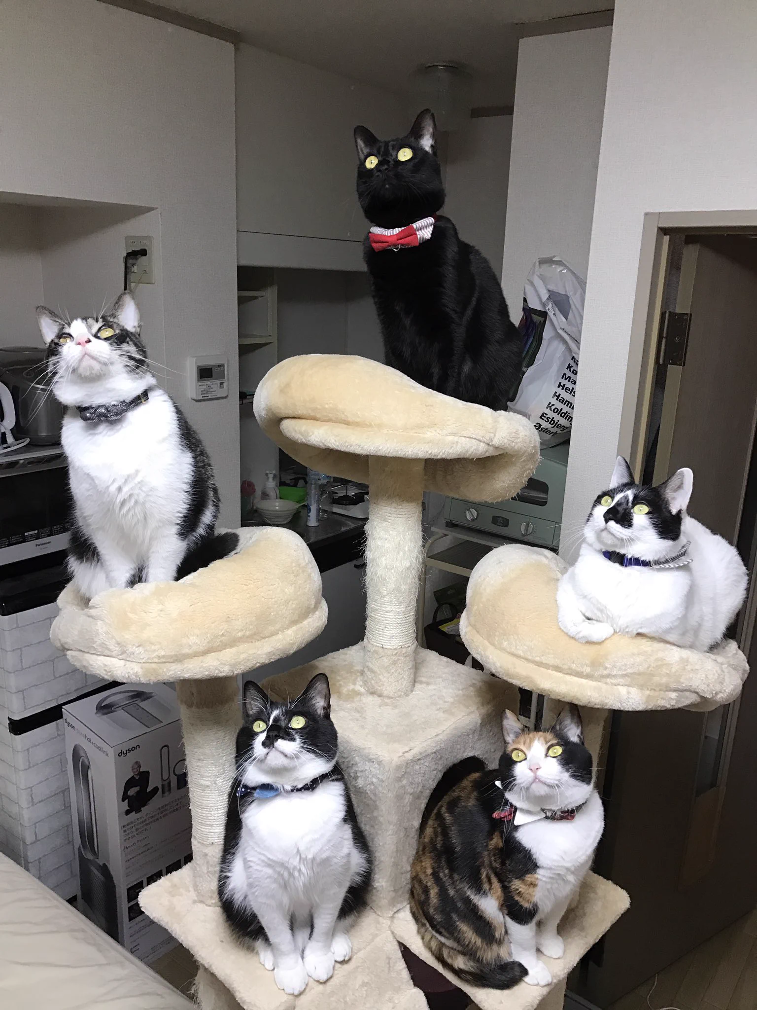 ５匹それぞれの存在感と威圧感がハンパないｗｗｗ