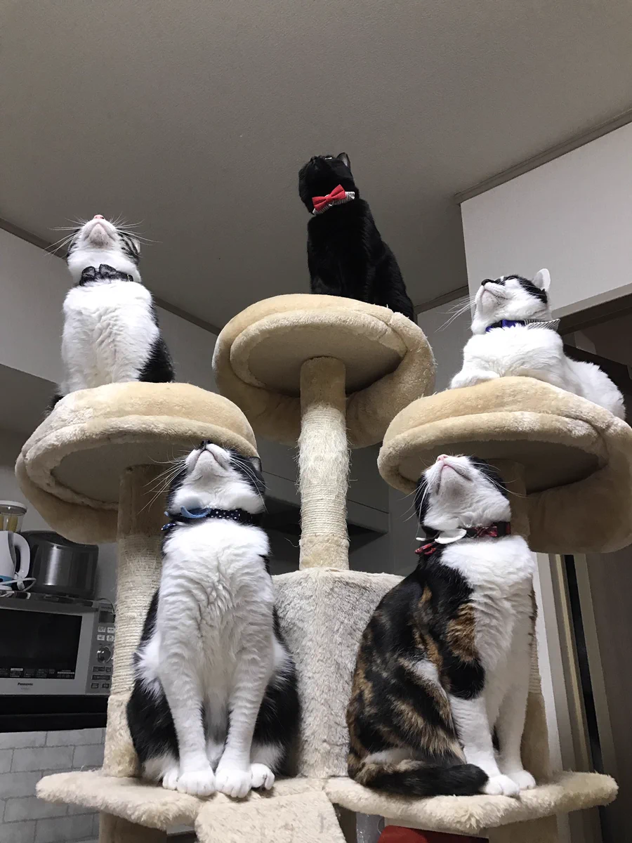 ５匹それぞれの存在感と威圧感がハンパないｗｗｗ