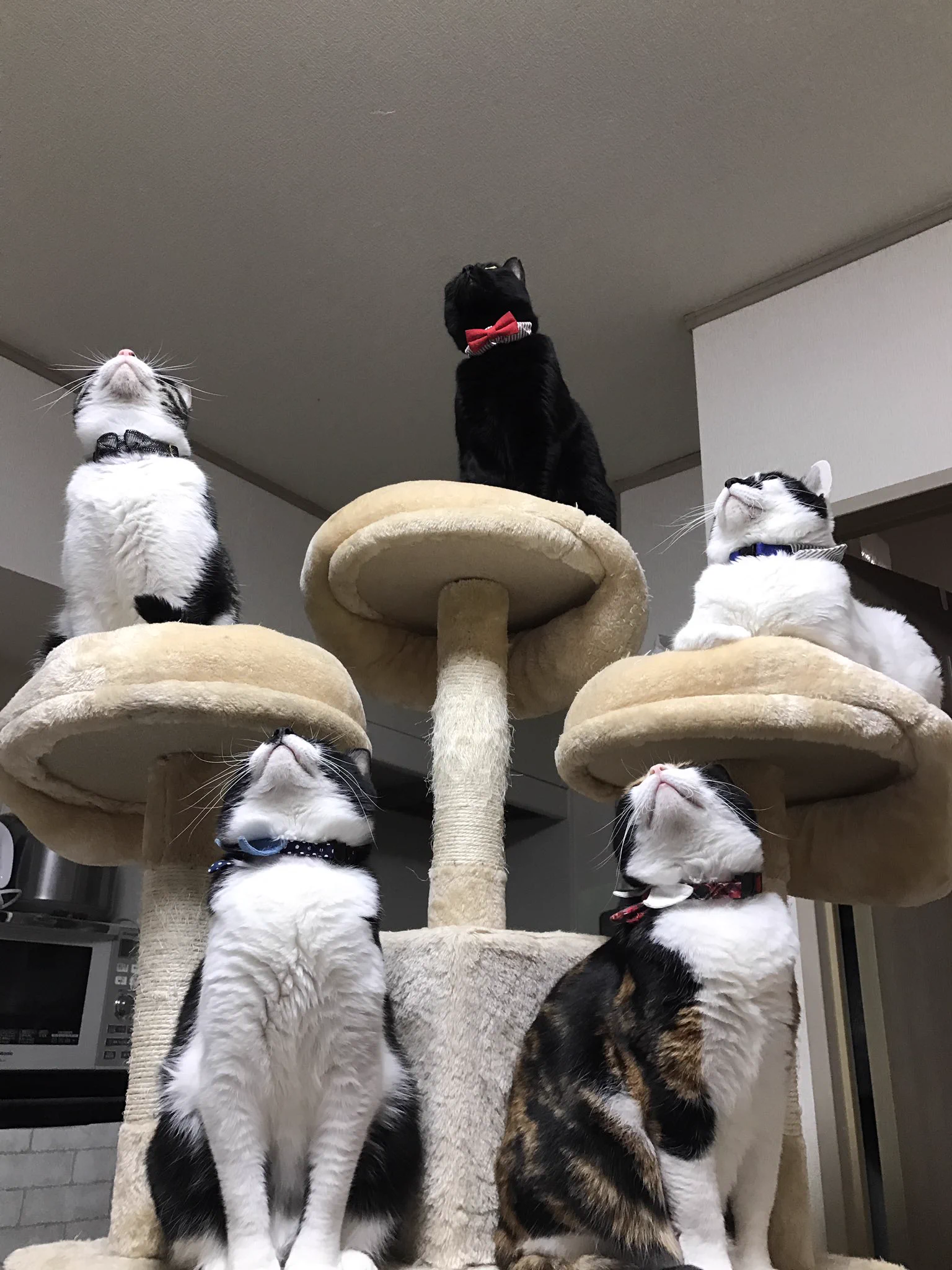 ５匹それぞれの存在感と威圧感がハンパないｗｗｗ