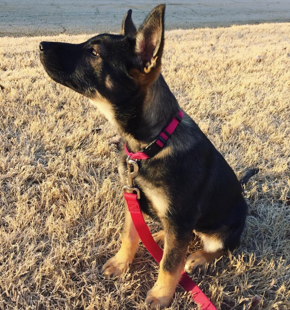 Kona wouldn't smile for me, but she has a fantastic puppy profile. My sweet girl.