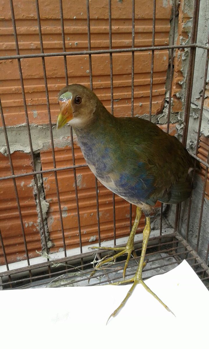 Humedales Bogotá 2017 47 C5JWM4nWEAAgqzQ