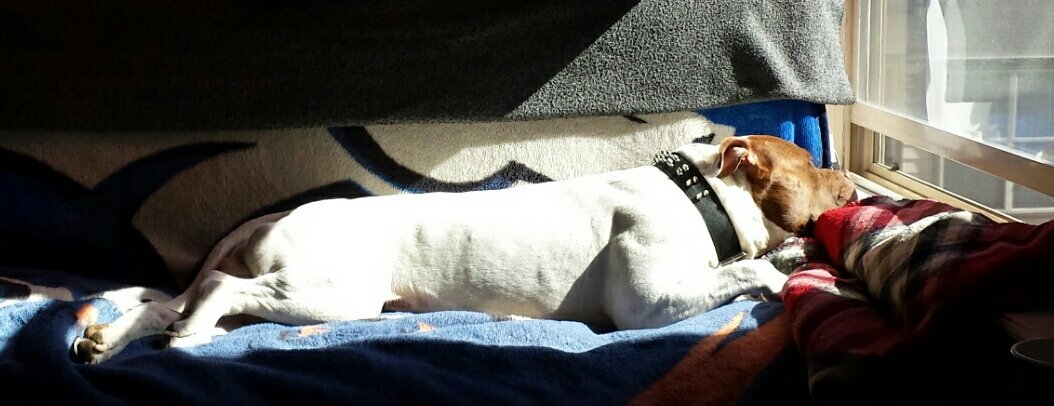 ladyleesa's tweet photo. #9Pets #NationalLoveYourPetDay Our boy, #HarveyDent β€ πΎ #lounger https://t.co/ctdHeX8VCw
