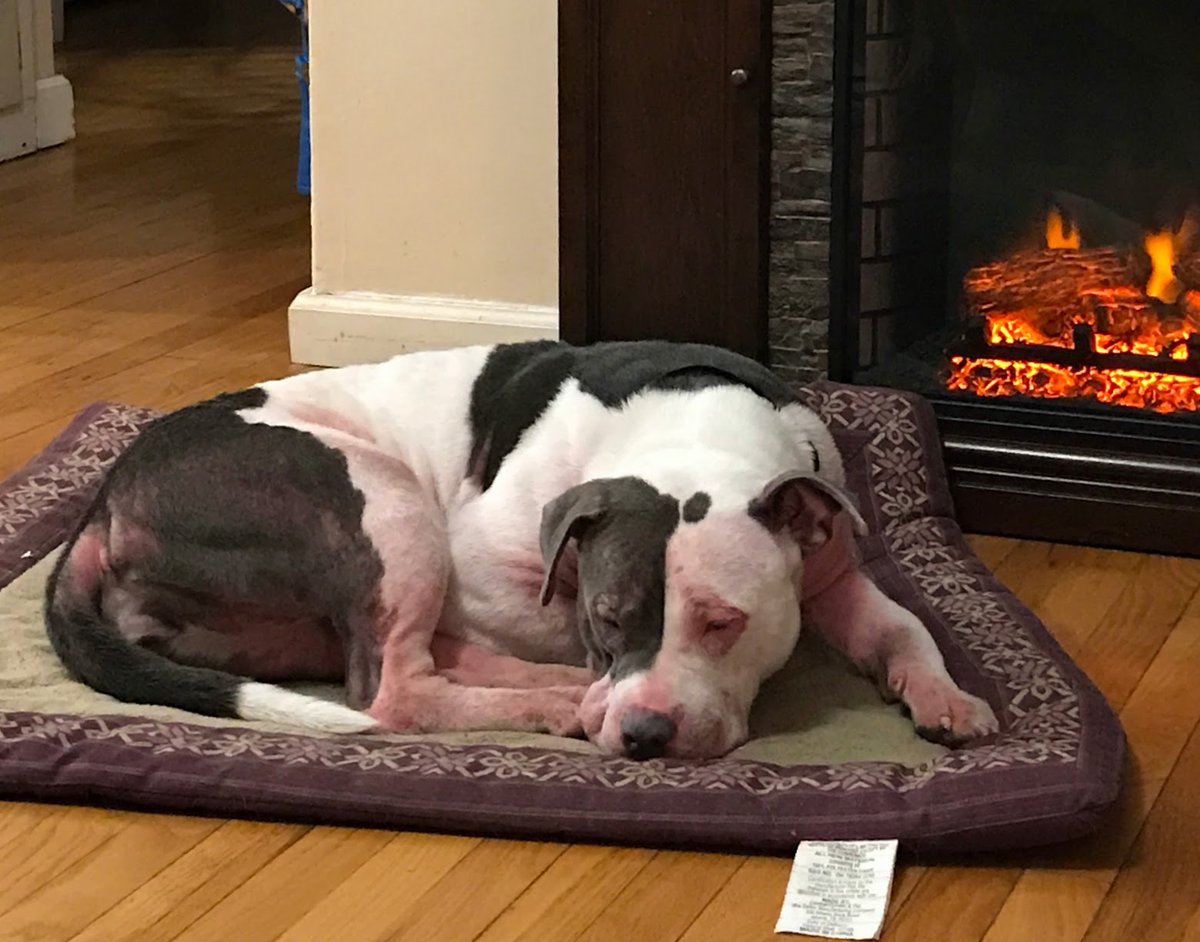 mrs_tini's tweet photo. Finally home.. Finally "Dog"had slept on a bed, not concrete with a chain. She slept 12 hours straight!  
#NationalLoveYourPetDay @freep https://t.co/Misoci4gYb