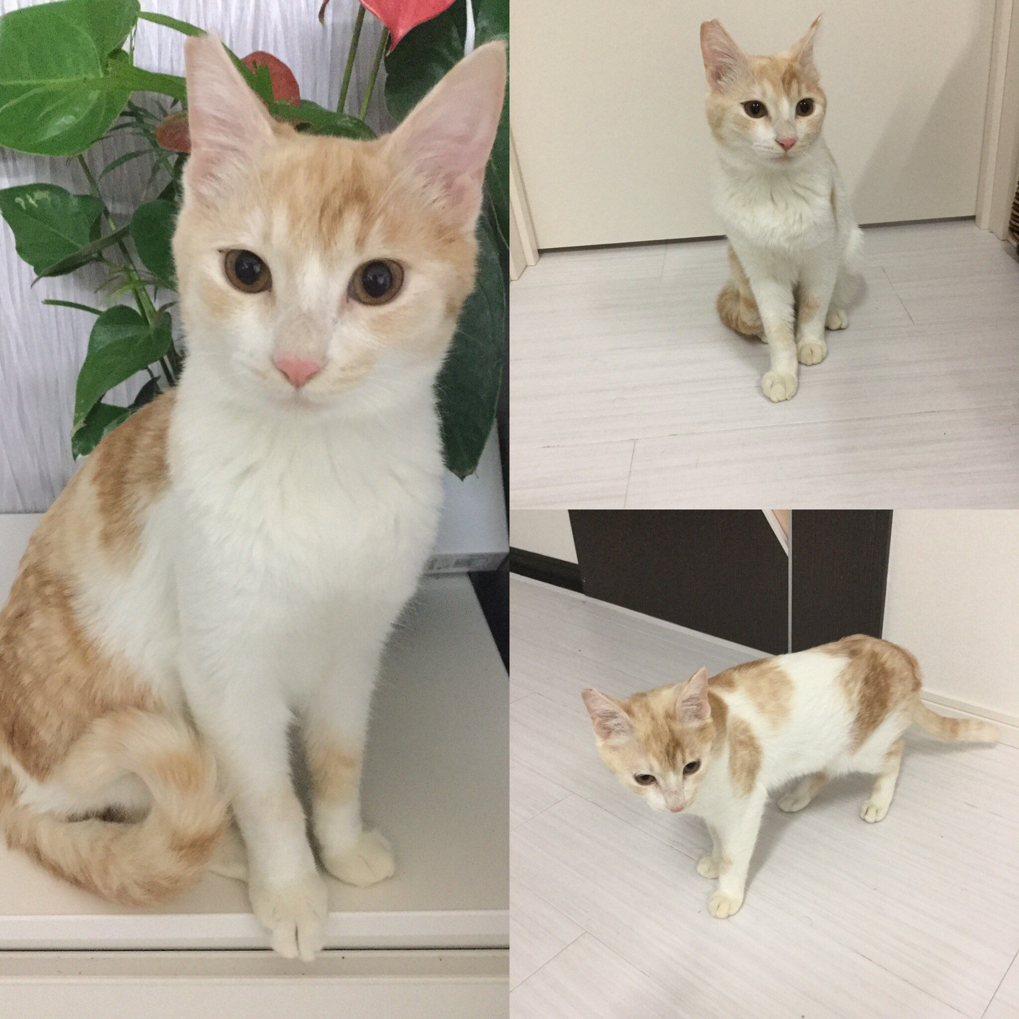 ねこ縁 Nekoennekoen Twitter