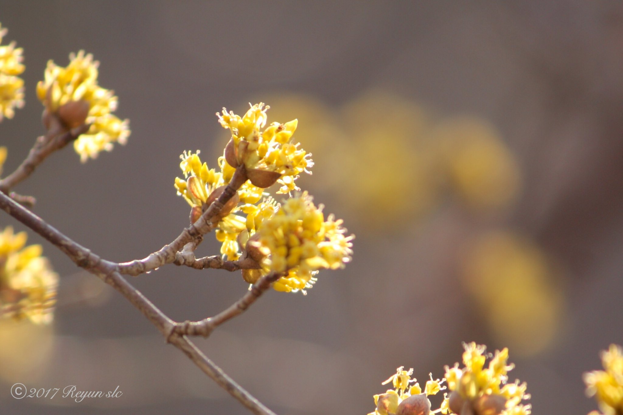 تويتر Reyun على تويتر 返歌 花言葉は 持続 耐久 強い愛 サンシュユの花を贈ります 2月21日の誕生花 別名ハルコガネバナ 冬の寒さに耐え早春の訪れを黄金色で告げてくれるまさに今の花です サンシュユ ハルコガネバナ 有難う 頑張りました